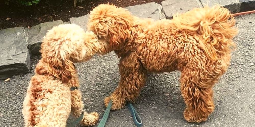 two dogs sniffing nose to nose